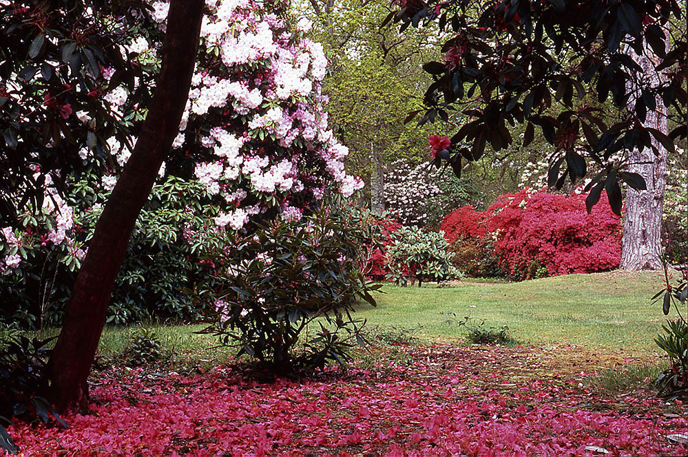 Exbury Gardens New Forest Colour Glade